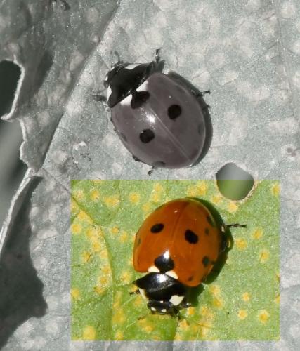 Coccinella septempunctata